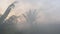 Thick smoke is a fire in the tropical jungle against the background of sunset in the evening. Haze in rainforest against