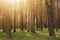 Thick spring forest with pine trees with back warm sun light. Clean environment