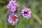 Thick stem purple aster flowers