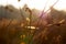 Thick stems of grass in golden sunlight