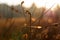 Thick stems of grass in golden sunlight