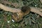 Thick-Tailed Bush Baby or Greater Galago, otolemur crassicaudatus, Adult Hanging from Branch