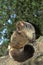 Thick-Tailed Bush Baby or Greater Galago,  otolemur crassicaudatus, Adult standing on Branch