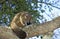 Thick-Tailed Bush Baby or Greater Galago, otolemur crassicaudatus, Adult standing on Branch