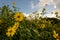 Thick Tangle of Sunflowers With Cloudy Blue Sky