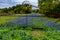 Thick Texas Bluebonnet Wildflowers on Old Road.