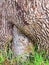 Thick Textured Bark Layers on Old Tree, Sydney, Australia