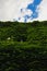 Thick thickets of ivy on the wall of an old house.