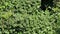 Thick thickets Parthenocissus quinquefolia in garden. Leaf wall