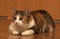 Thick three-color pet cat lying