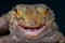 Thick toed gecko / Chondrodactylus turneri