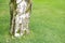 Thick trunk of a birch on background grass