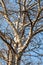 Thick trunk of birch tree agains blue sky