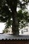 A thick trunk of a coniferous tree growing through a corrugated iron roof in Uitikon