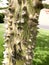 The thick trunk of a green natural natural terrible chorizion tree with sharp spiny thorns and thorns with bark. The background