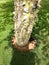 The thick trunk of a green natural natural terrible dangerous tree, chorizion plants with sharp spiny thorns and thorns with bark