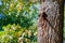 Thick trunk of an old oak tree and autumn-dried leaves