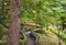 Thick trunk and zigzag pathway in the inner garden of the Hotel New Otani.