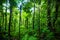 Thick vegetation in Guadeloupe jungle