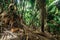 Thick vegetation in Vallee de Mai jungle