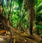 Thick vegetation in Vallee de Mai jungle