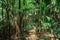 Thick vegetation in Vallee de Mai jungle in Praslin island