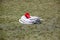 A thick white braided rope lies on the burnt grass of the school stadium. Red restrictive plastic caps are located on the rope.