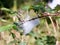 Thick white cobweb hanging on branch with dew drops