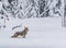 Thick winter fur coat helps keep coyote warm while hunting in Yellowstone