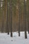 Thick yellow green coniferous forest in winter snowy forest