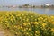 Thick Yellow Ragweed