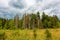 Thickening clouds over the coniferous forest