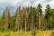 Thickening clouds over the coniferous forest