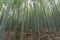 Thicket in bamboo forest