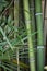 Thicket of bamboo tree trunks and leaves