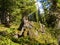 Thicket. Cedars and firs in coniferous forests