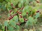 Thicket of the coastal prickly pear with fruits