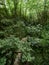 Thicket of dense green forest with parched stream