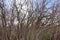 A thicket of gnarly trees and branches at a park near Salt Lake City Utah