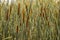Thicket reeds on banks of river. Pattern for design_