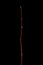 Thicket Shadbush (Amelanchier x spicata). Wintering Twig Closeup