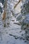 Thicket in the snow. Winter in the forest. Russian taiga