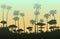 Thickets of adult palm trees silhouette. Tropical forest. Clear bright sky. Dense jungle with big trees. Thickets of
