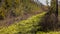 Thickets at the back of an apple orchard with wired support posts holding anti nets birds