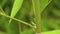 thickets of bamboo, background of greenery