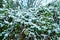 Thickets of blackberries, clematis covered with snow