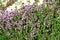 Thickets of the blossoming thyme creeping a thyme ordinary Thymus serpyllum L