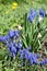 Thickets of blue muscari bushes, stunted spring primrose