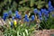 Thickets of blue muscari bushes, stunted spring primrose