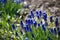 Thickets of blue muscari bushes, stunted spring primrose